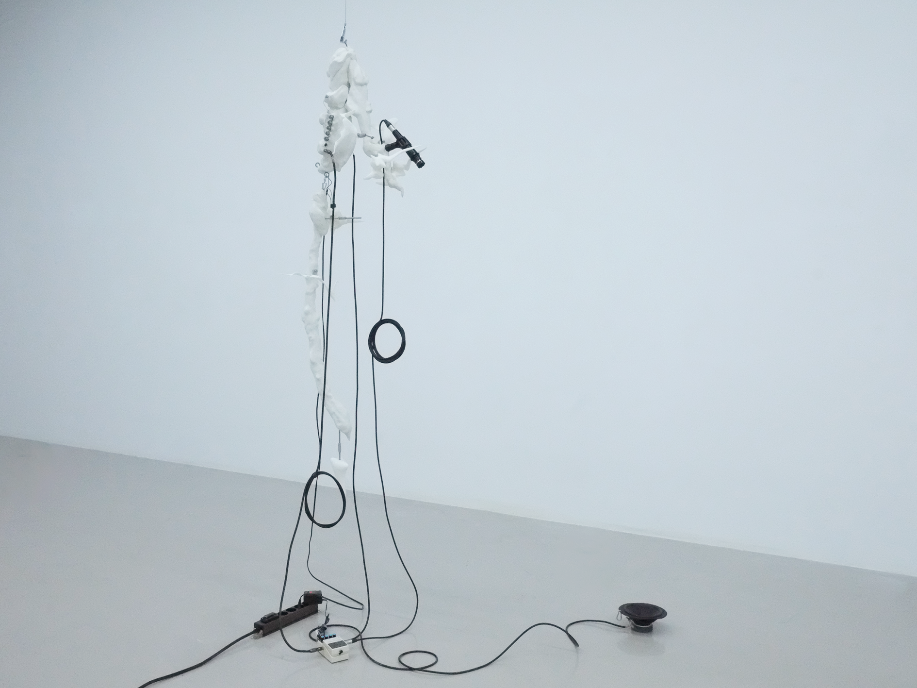 Ossicle - N : 1, 2024